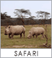 Safari's from Minnetonka Travel